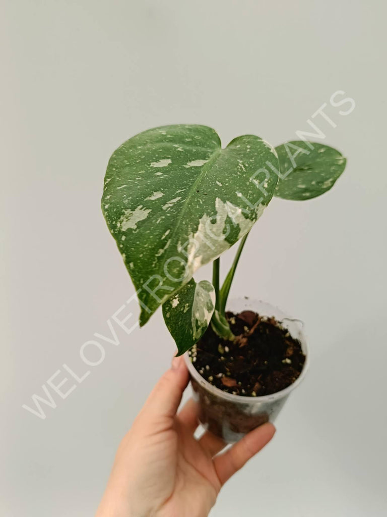 Monstera thai constellation