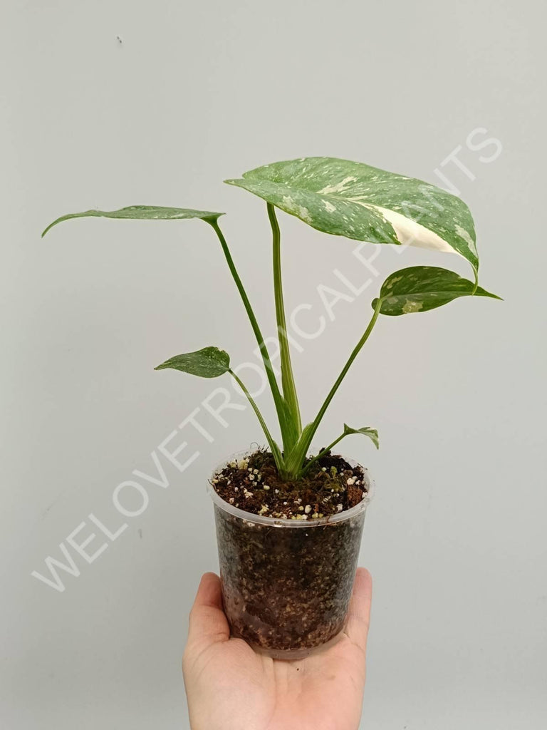 Monstera thai constellation