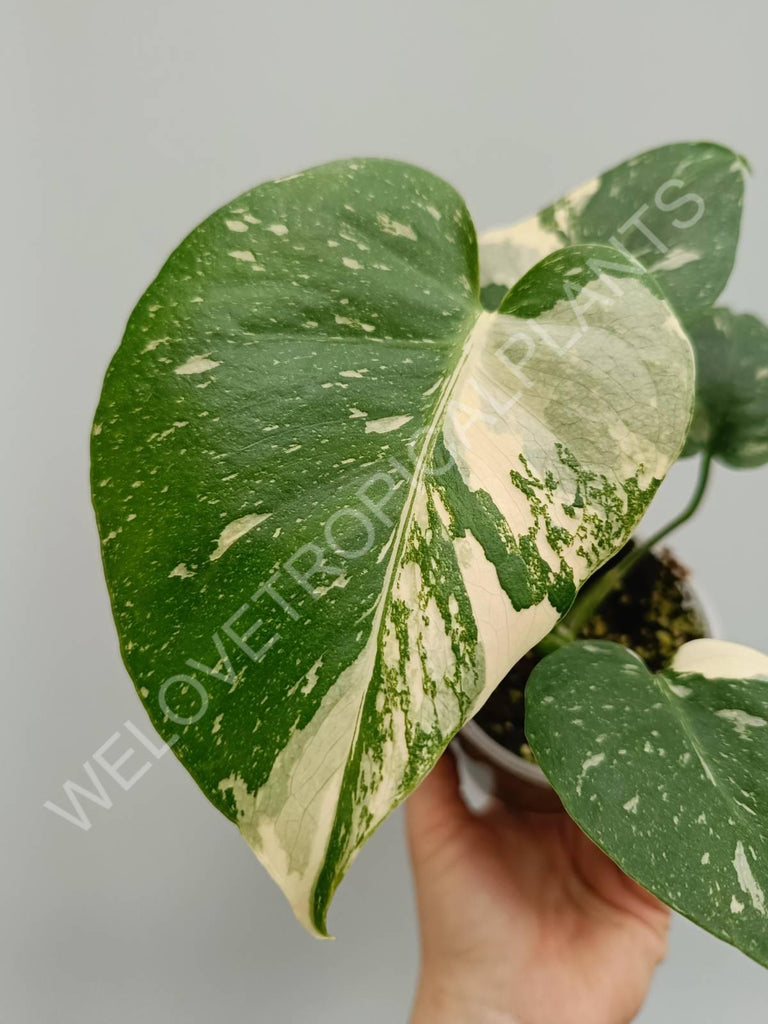 Monstera thai constellation