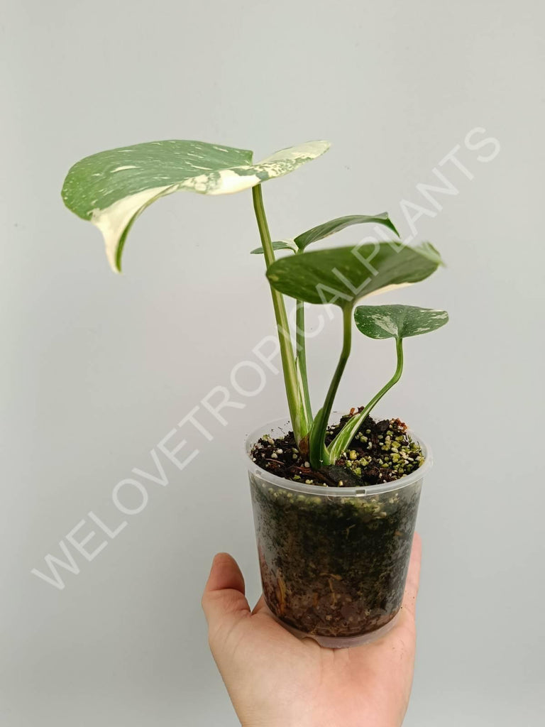 Monstera thai constellation