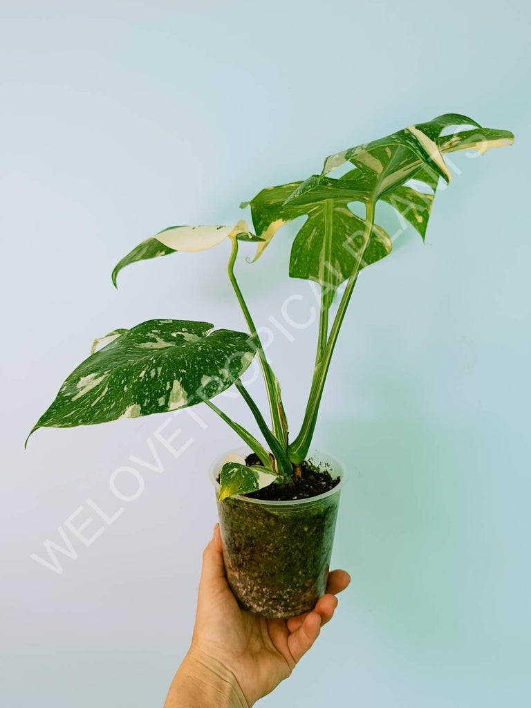 Monstera thai constellation