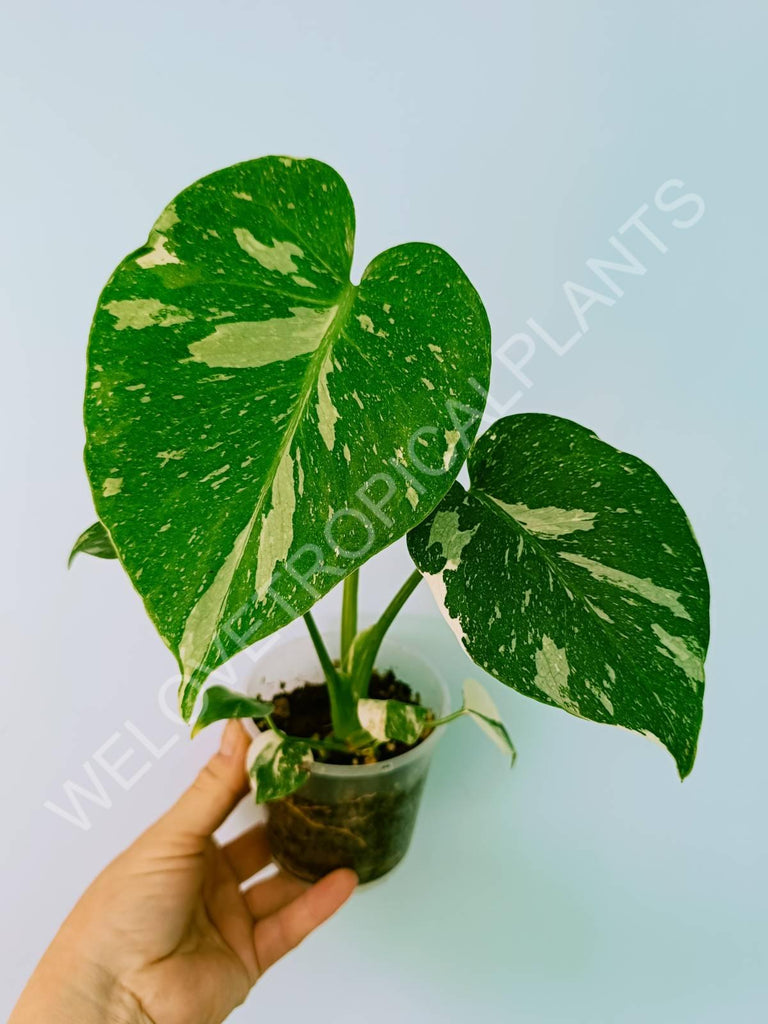 Monstera thai constellation