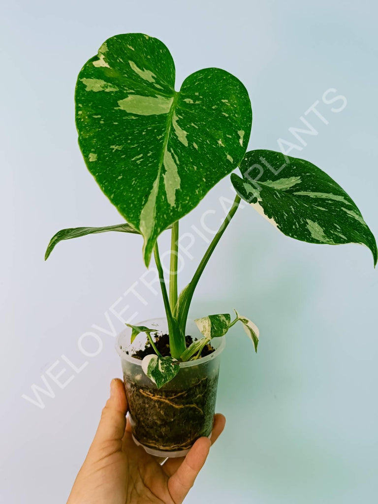 Monstera thai constellation