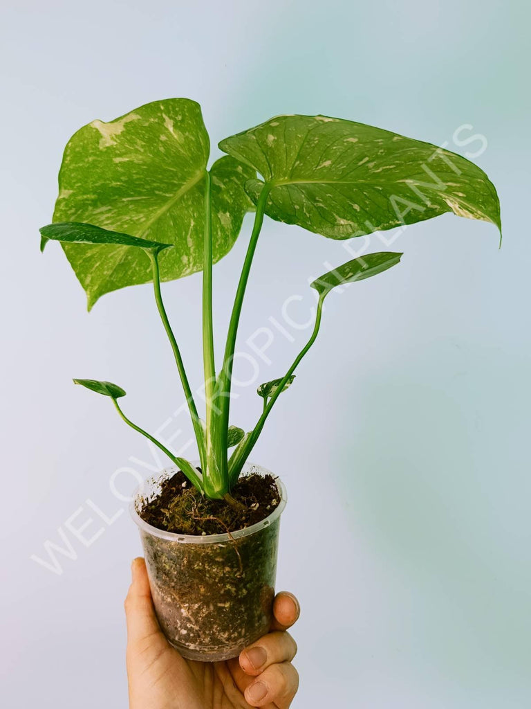 Monstera thai constellation