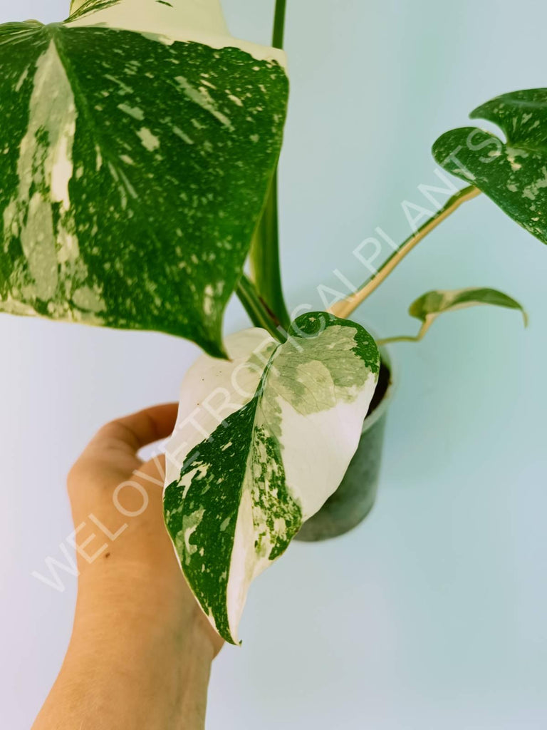 Monstera thai constellation