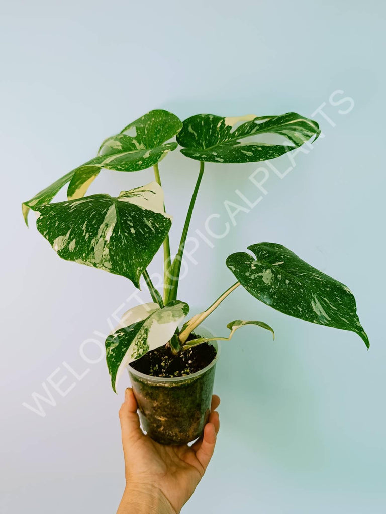 Monstera thai constellation