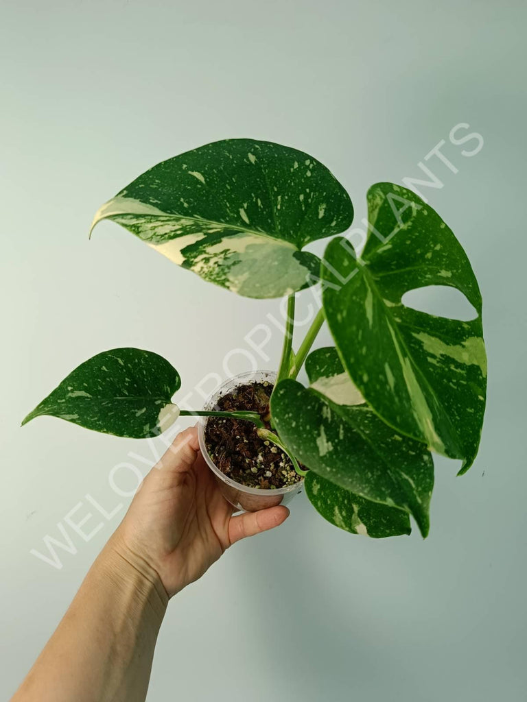 Monstera thai constellation