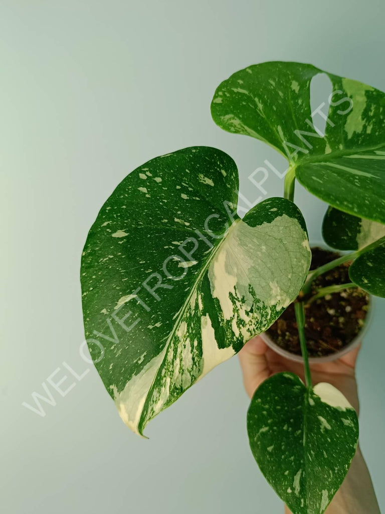 Monstera thai constellation