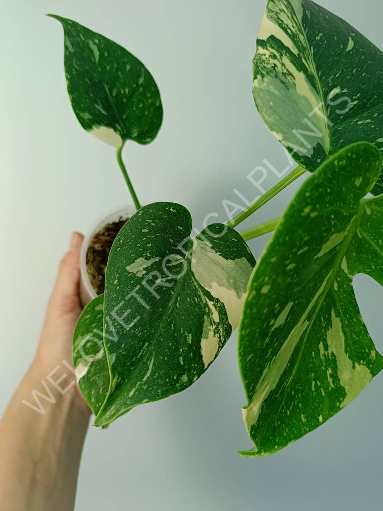 Monstera thai constellation