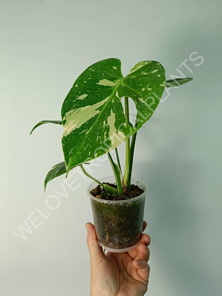 Monstera thai constellation