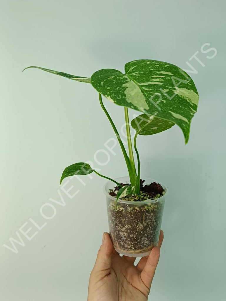 Monstera thai constellation