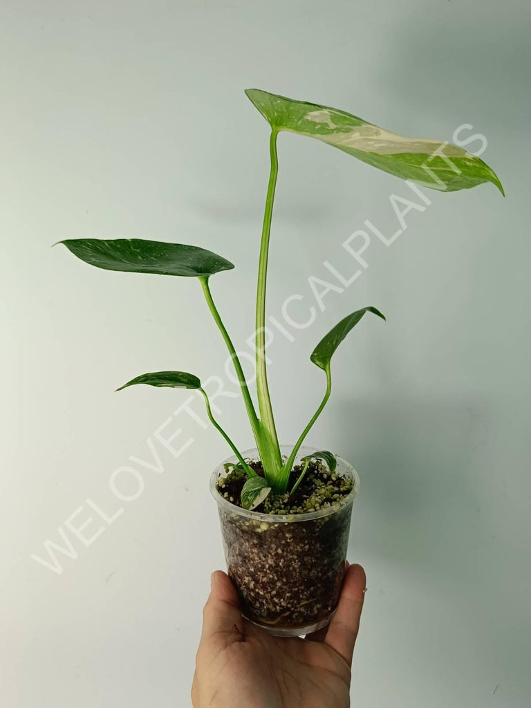 Monstera thai constellation