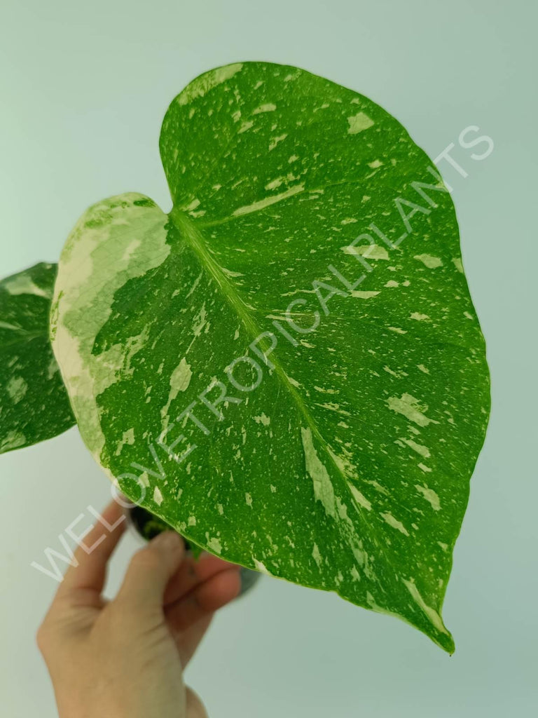 Monstera thai constellation