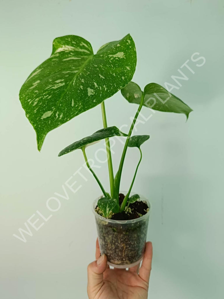 Monstera thai constellation