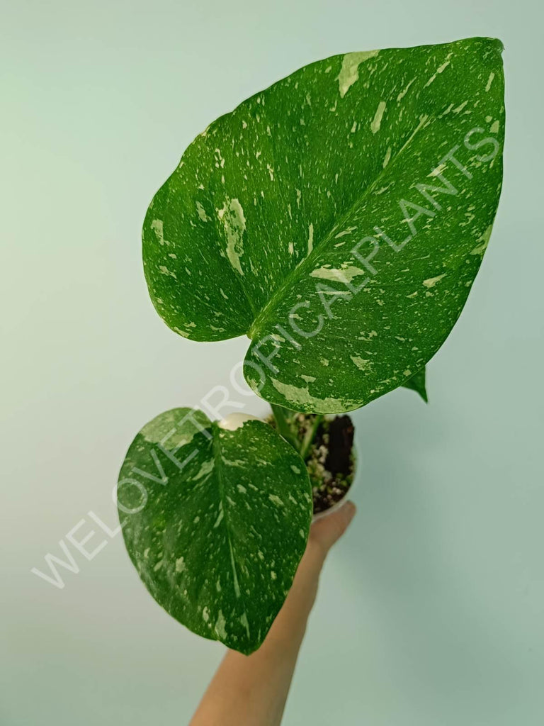 Monstera thai constellation