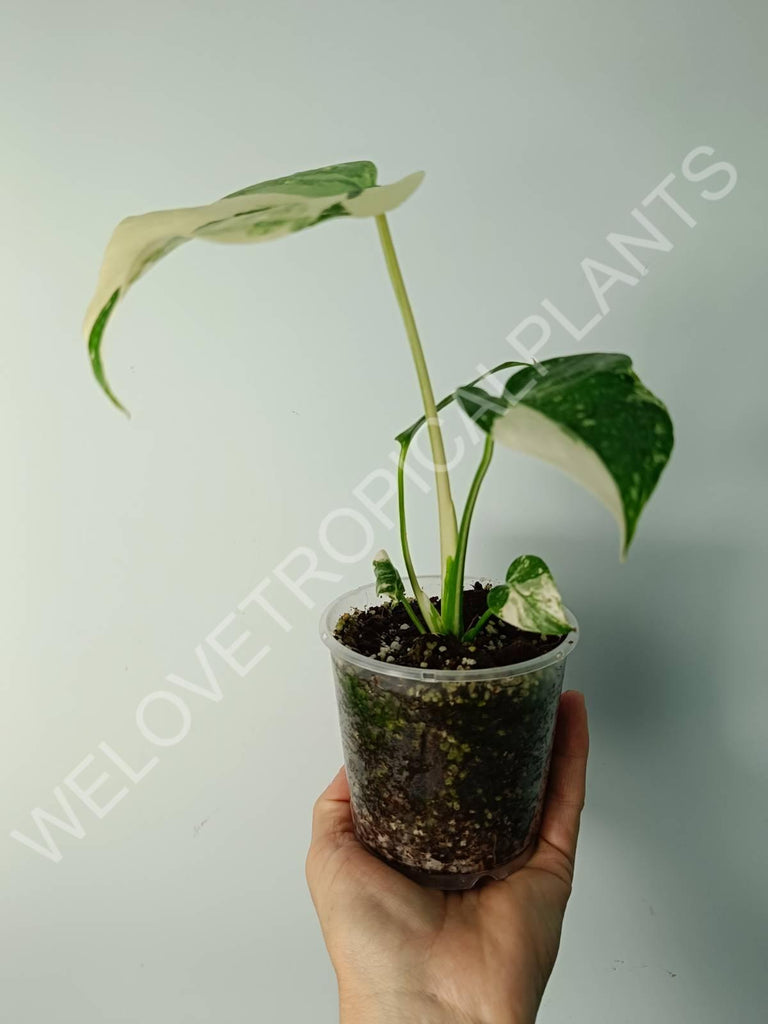 Monstera thai constellation