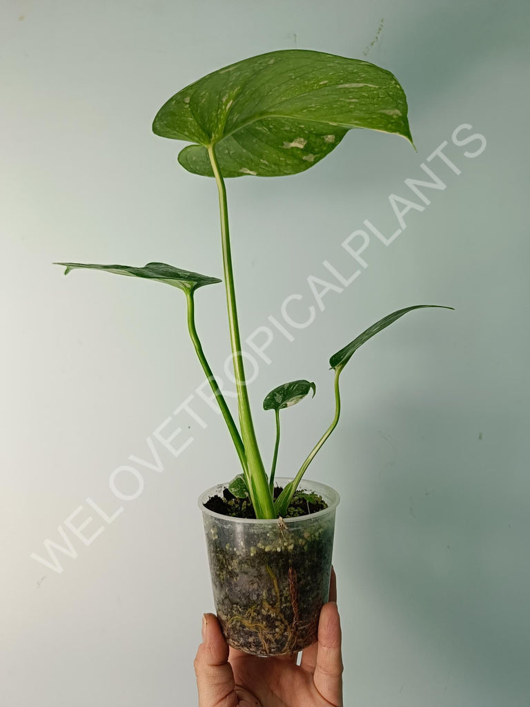 Monstera thai constellation