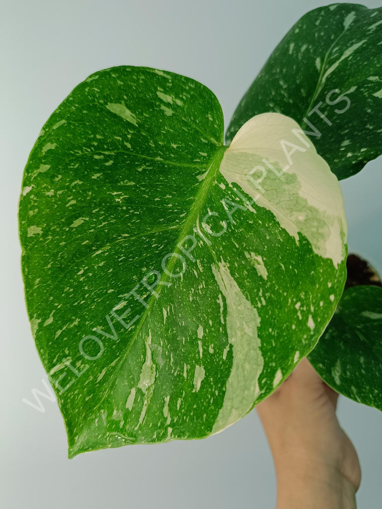 Monstera thai constellation