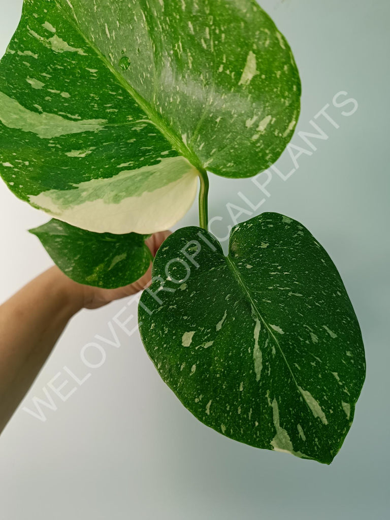 Monstera thai constellation