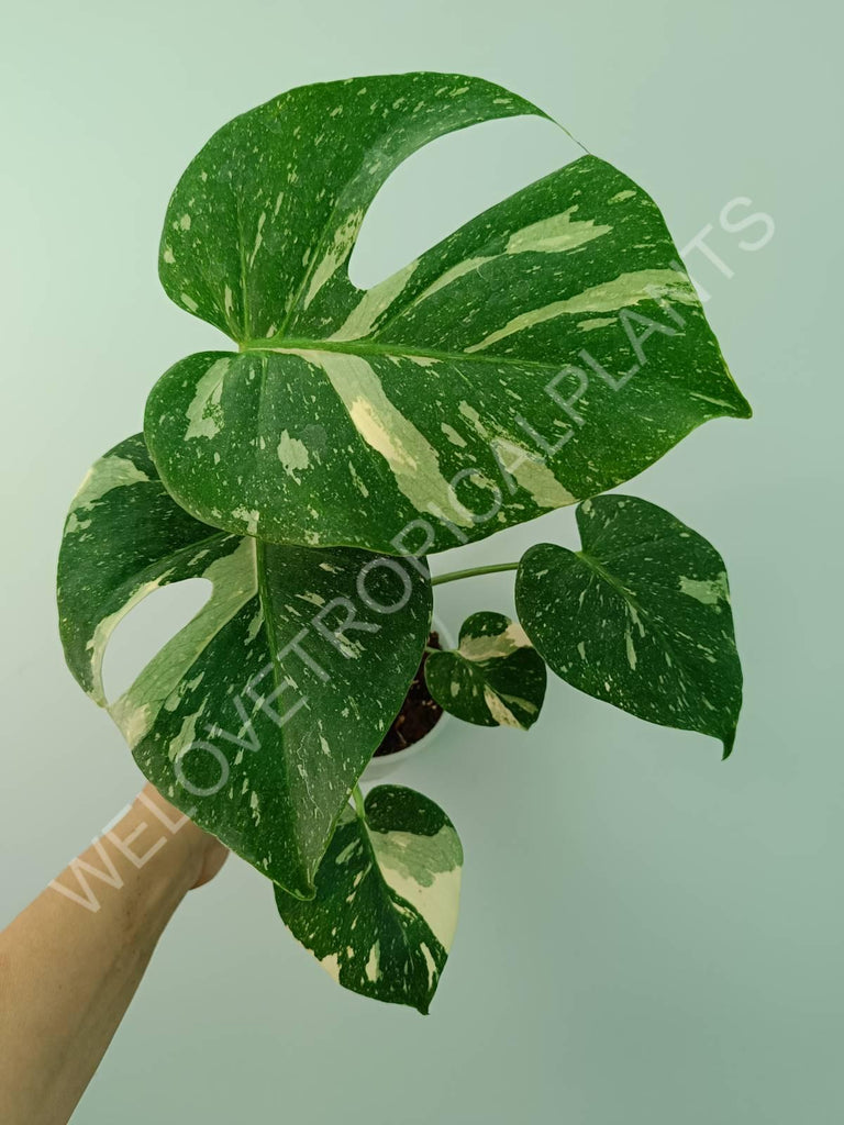 Monstera thai constellation