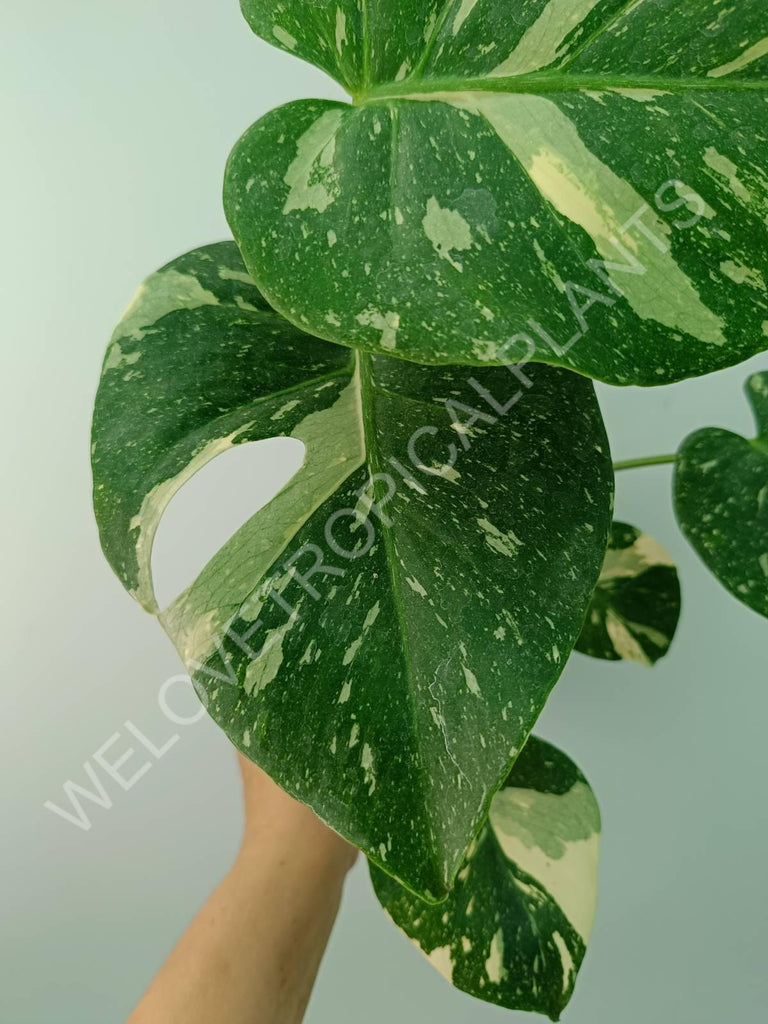 Monstera thai constellation