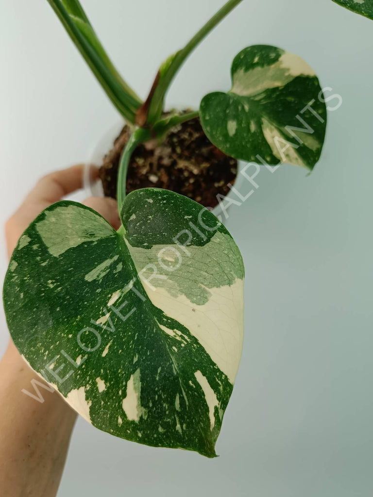 Monstera thai constellation