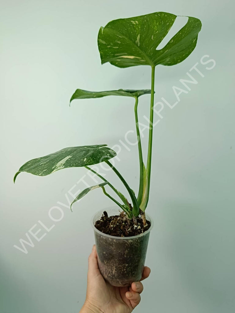 Monstera thai constellation