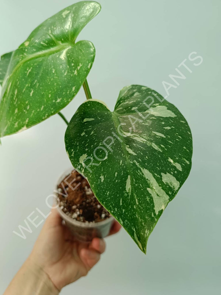 Monstera thai constellation