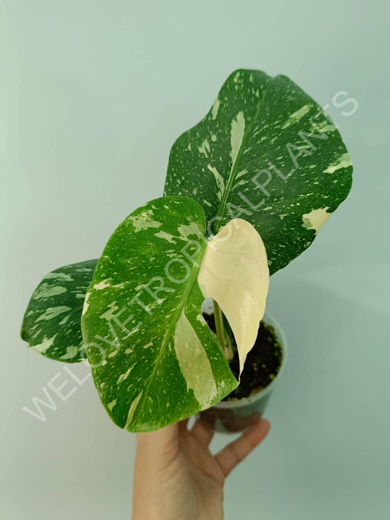 Monstera thai constellation