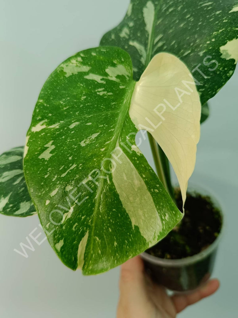 Monstera thai constellation