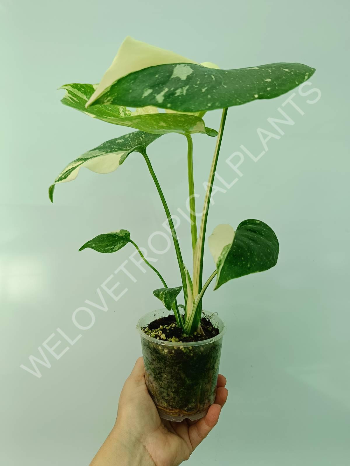 Monstera thai constellation