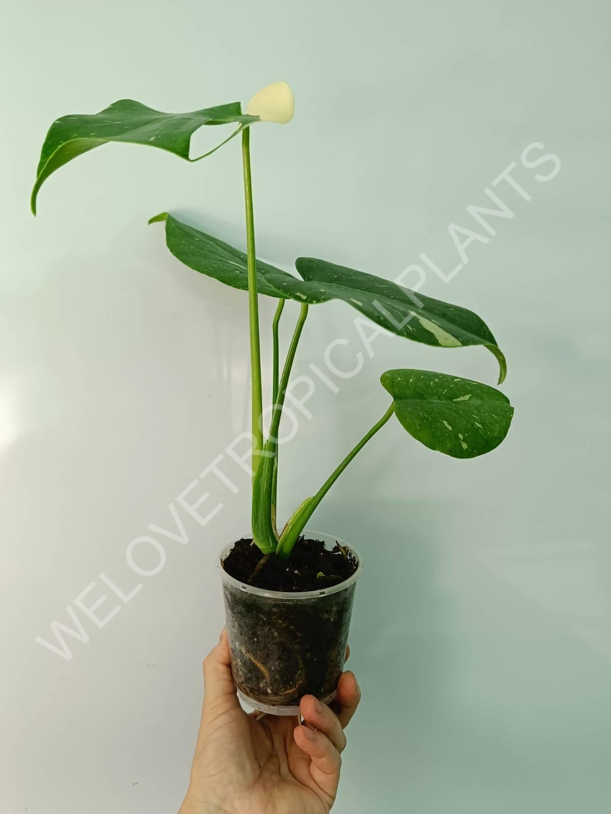 Monstera thai constellation