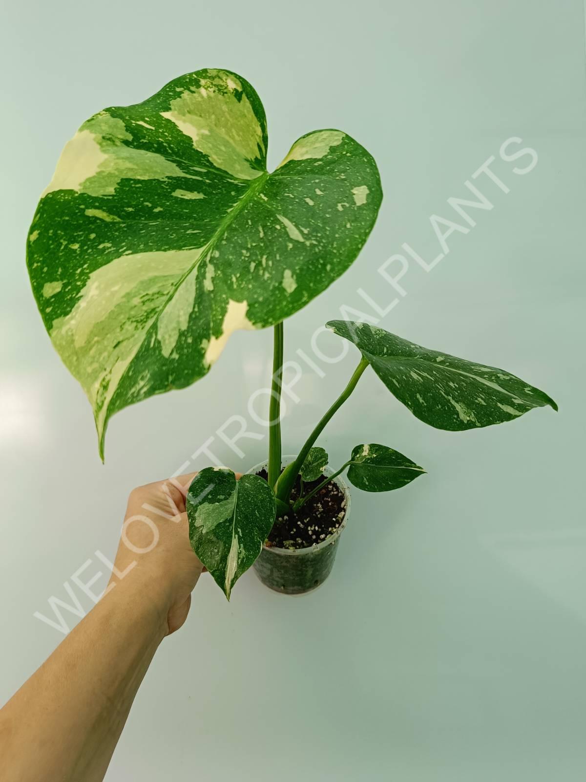 Monstera thai constellation