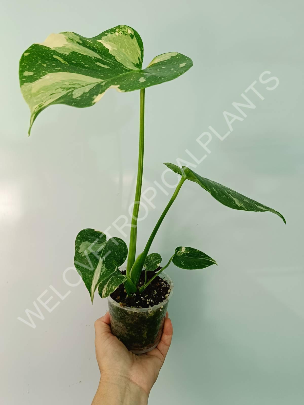 Monstera thai constellation