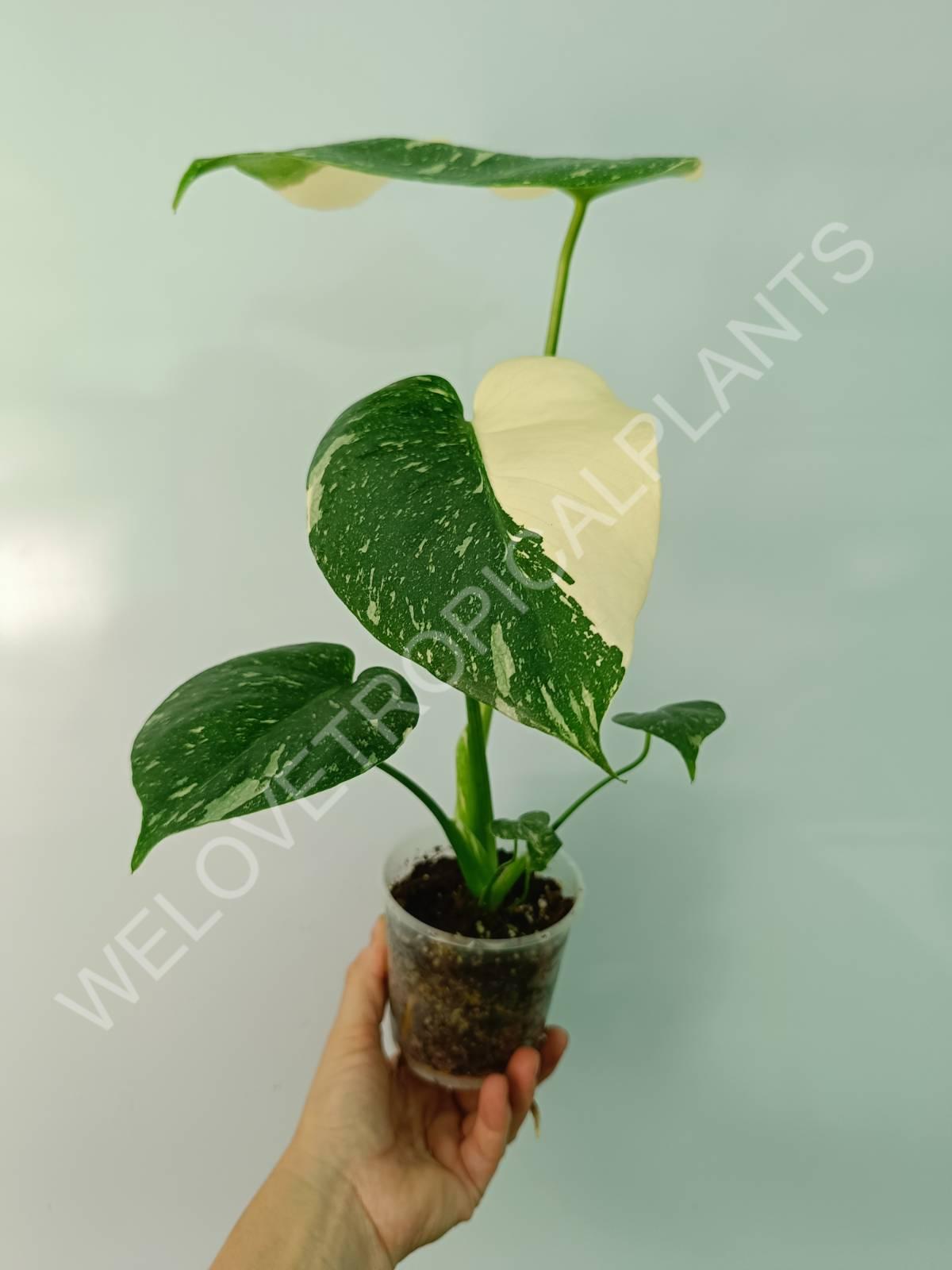 Monstera thai constellation