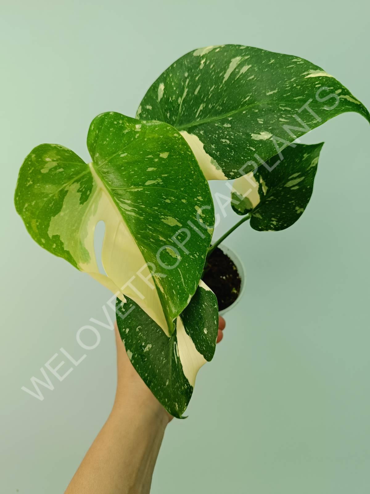 Monstera thai constellation