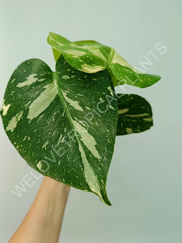 Monstera thai constellation