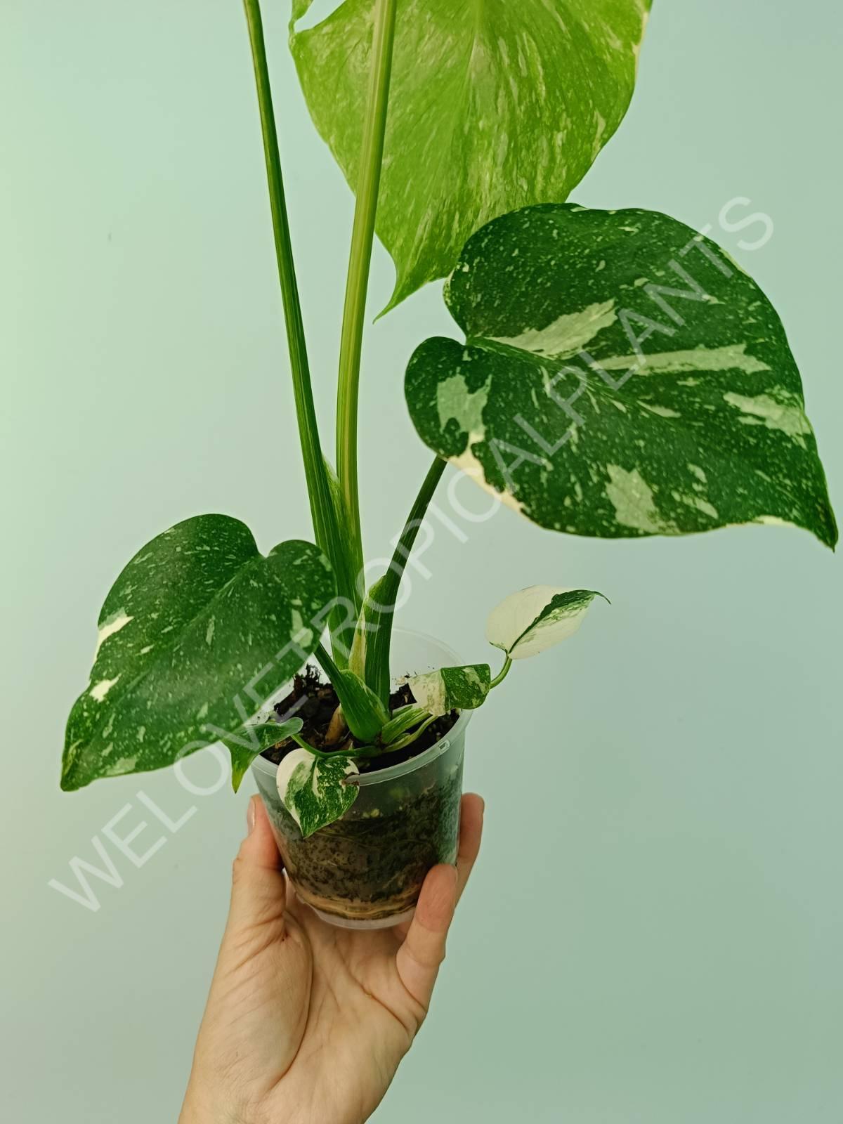 Monstera thai constellation