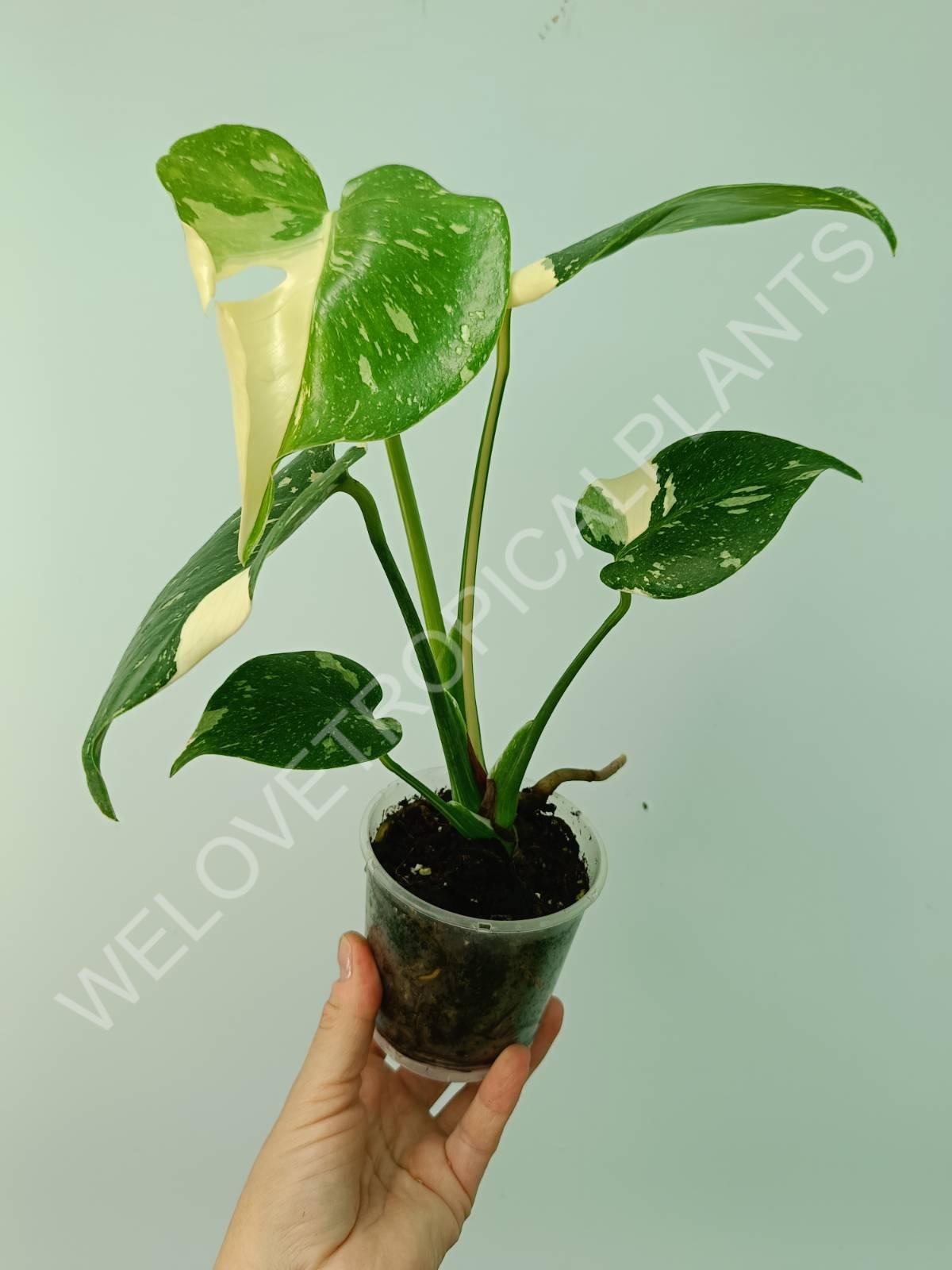 Monstera thai constellation