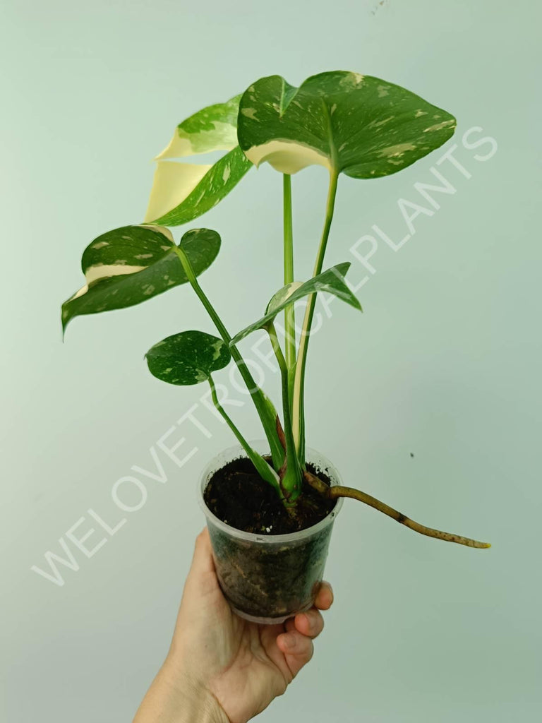 Monstera thai constellation