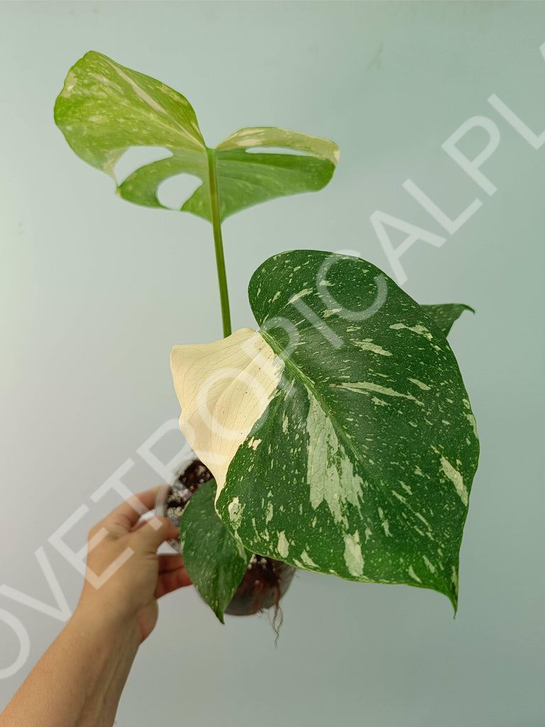 Monstera thai constellation