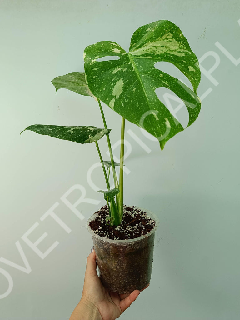 Monstera thai constellation