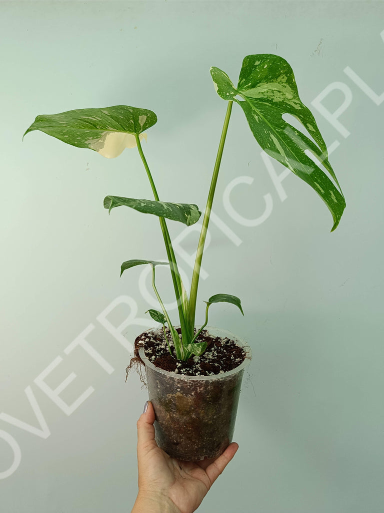 Monstera thai constellation