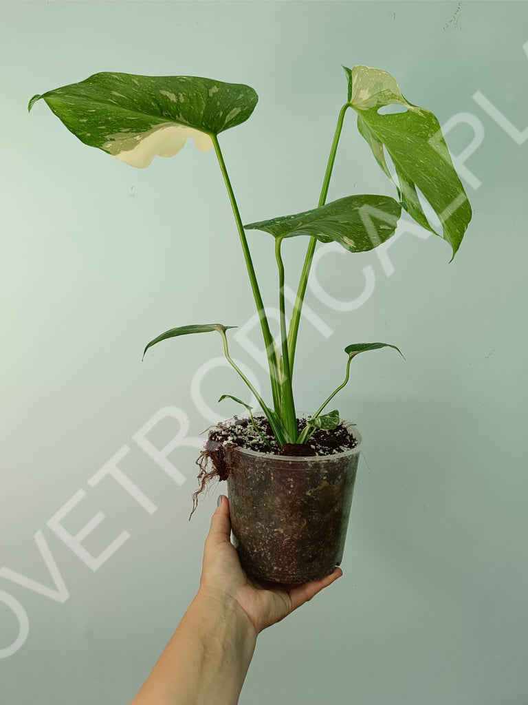 Monstera thai constellation