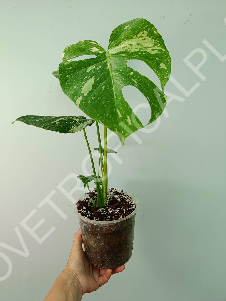 Monstera thai constellation