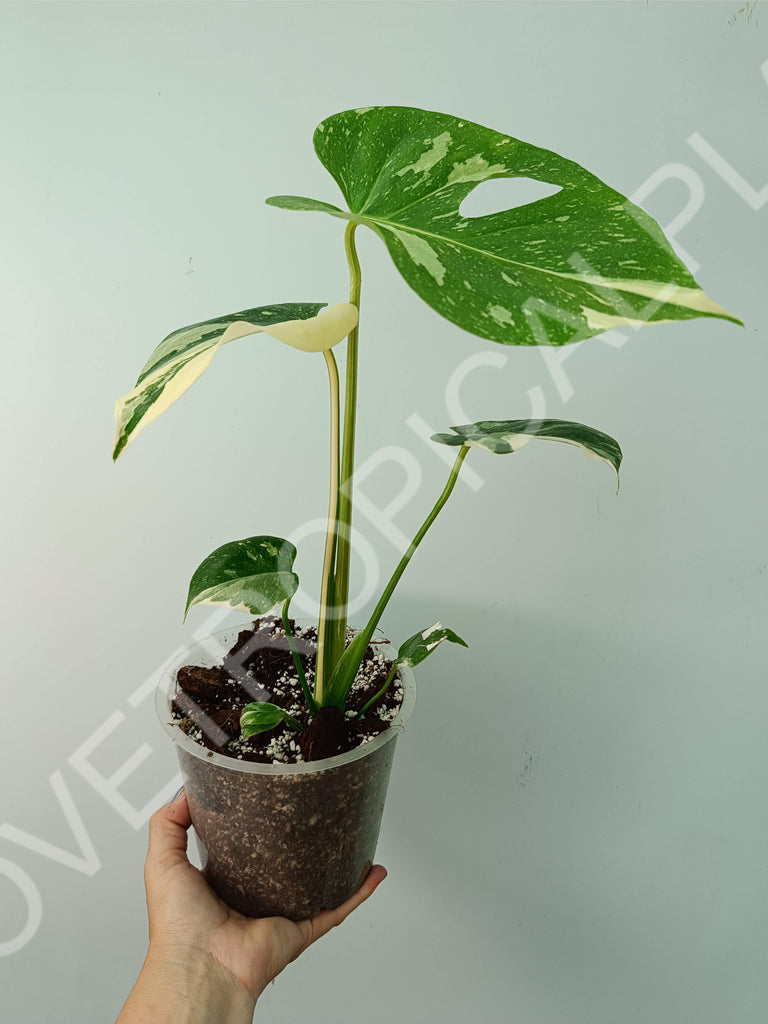 Monstera thai constellation