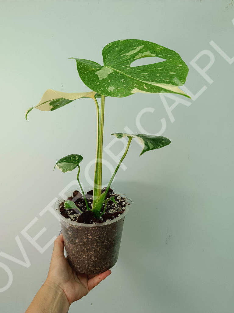 Monstera thai constellation