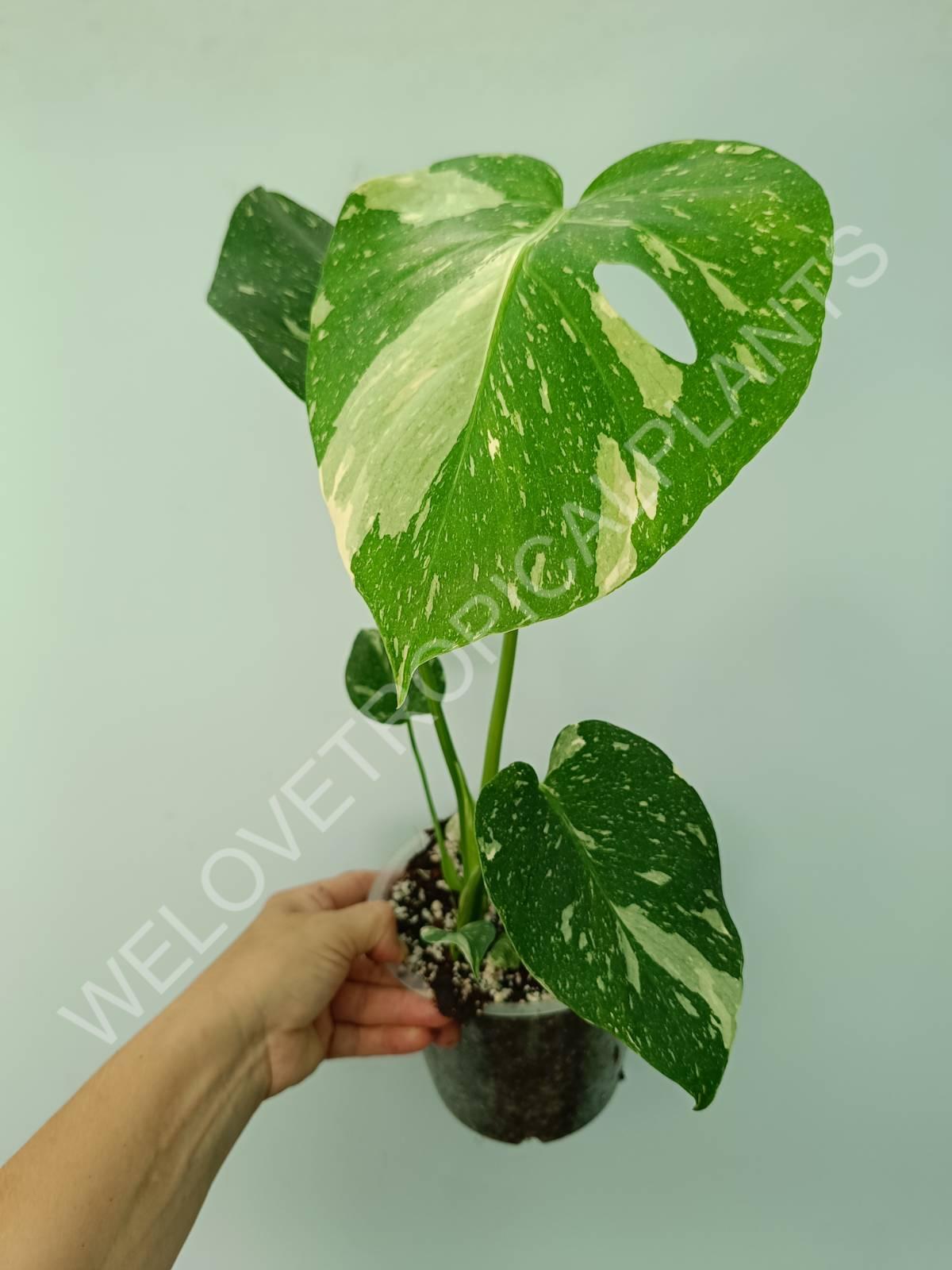 Monstera thai constellation