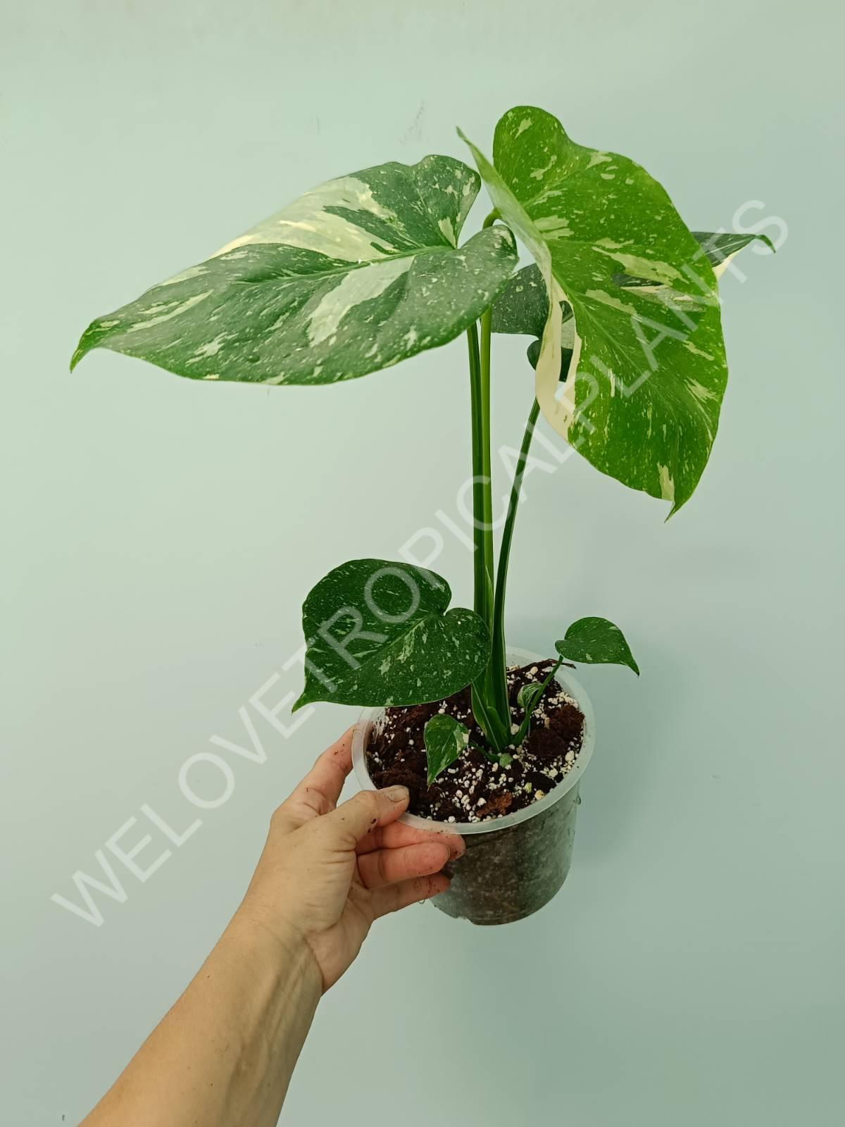 Monstera thai constellation