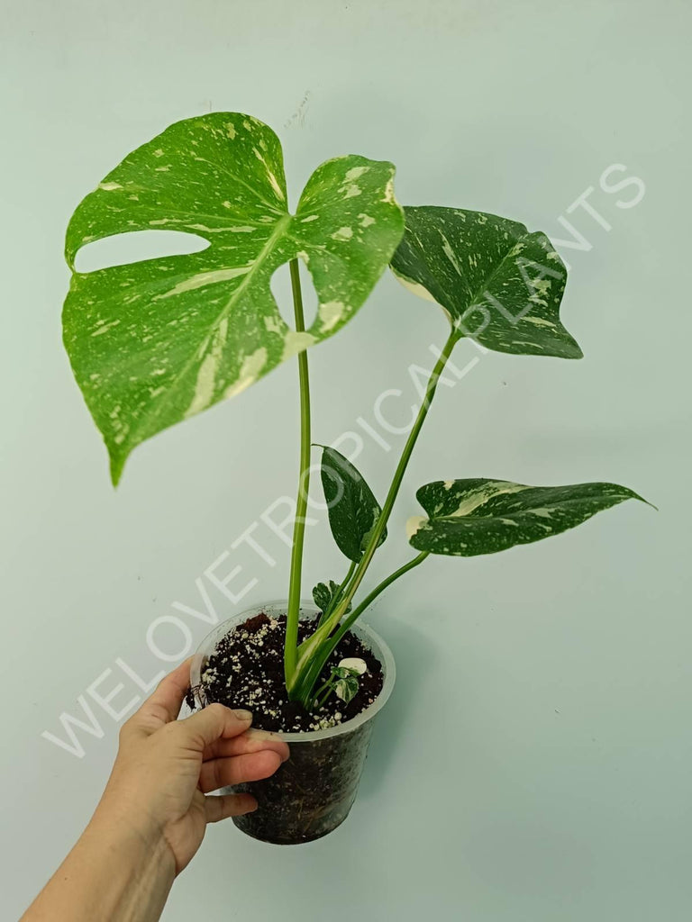 Monstera thai constellation